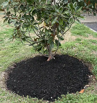 mulched installation on plant in fairview tennesse